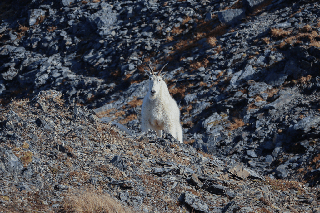 A mountain goat standing on a rocky alpine slope, blending into its rugged surroundings.